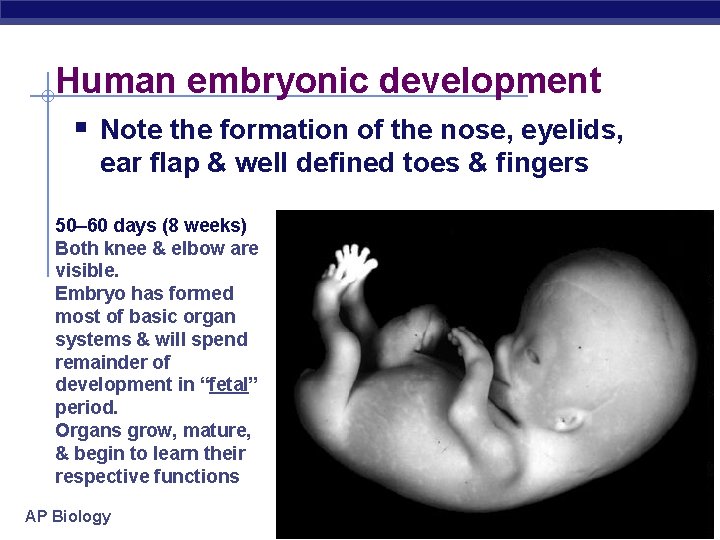 Human embryonic development § Note the formation of the nose, eyelids, ear flap &