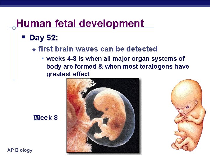 Human fetal development § Day 52: u first brain waves can be detected §