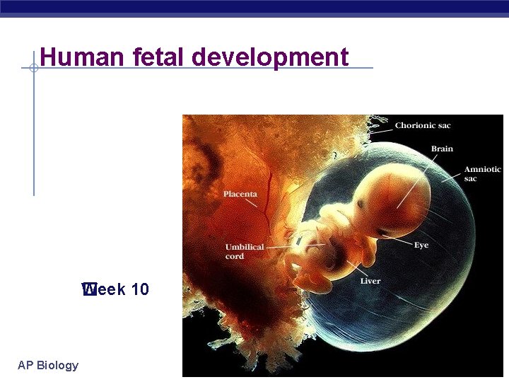Human fetal development Week 10 � AP Biology 2004 -2005 