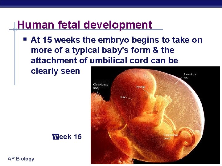 Human fetal development § At 15 weeks the embryo begins to take on more