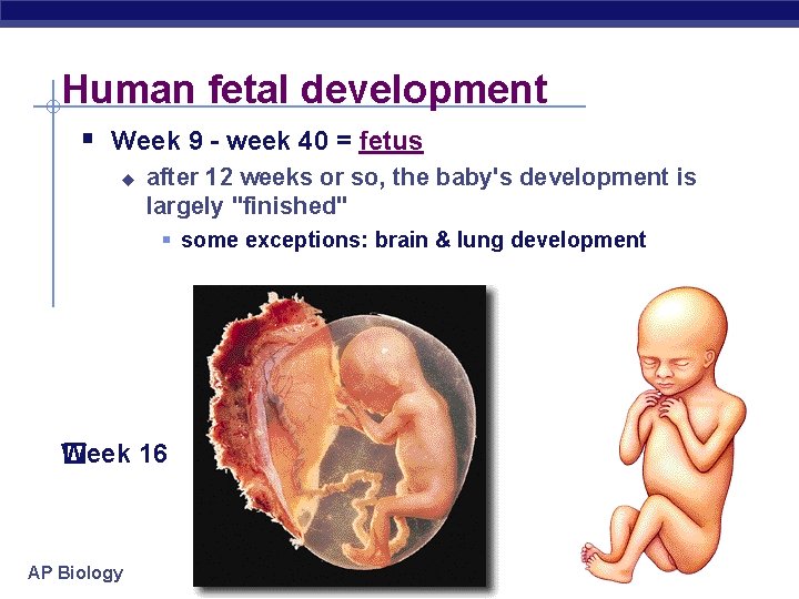 Human fetal development § Week 9 - week 40 = fetus u after 12