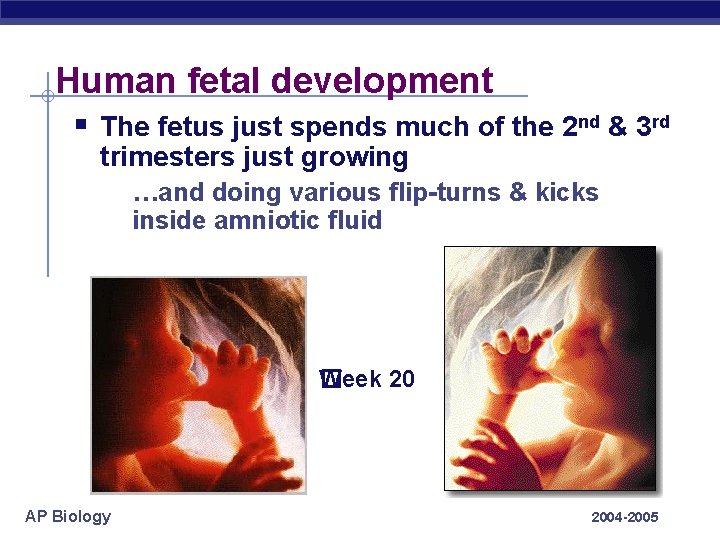 Human fetal development § The fetus just spends much of the 2 nd &
