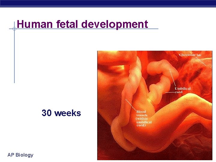 Human fetal development 30 weeks AP Biology 2004 -2005 