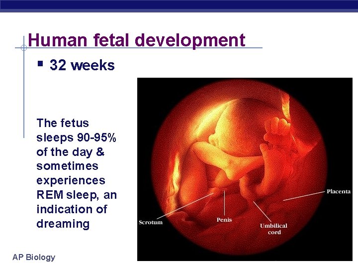 Human fetal development § 32 weeks The fetus sleeps 90 -95% of the day