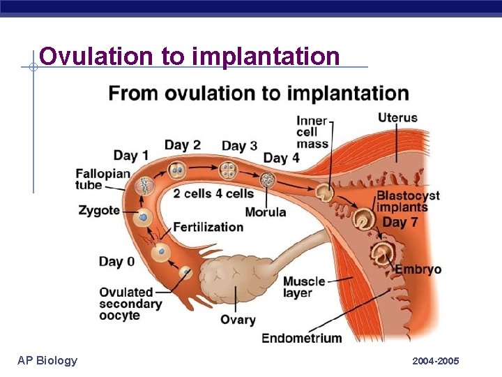 Ovulation to implantation AP Biology 2004 -2005 