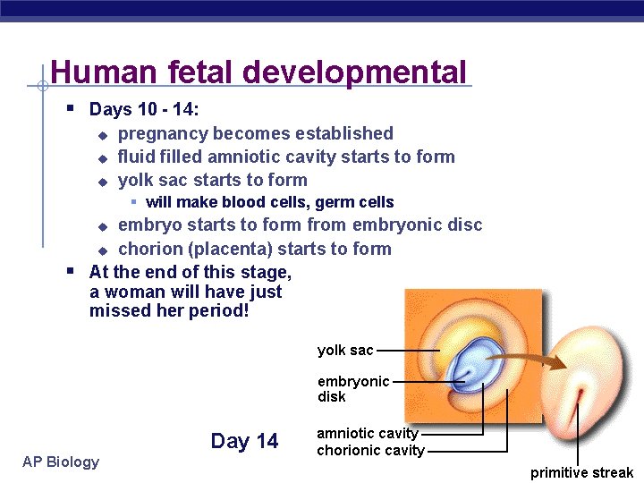 Human fetal developmental § Days 10 - 14: u u u pregnancy becomes established