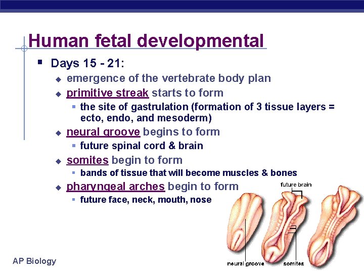 Human fetal developmental § Days 15 - 21: u u emergence of the vertebrate