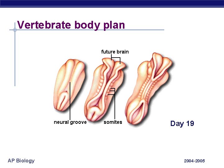 Vertebrate body plan Day 19 AP Biology 2004 -2005 