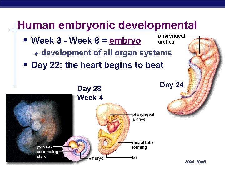 Human embryonic developmental § Week 3 - Week 8 = embryo u development of