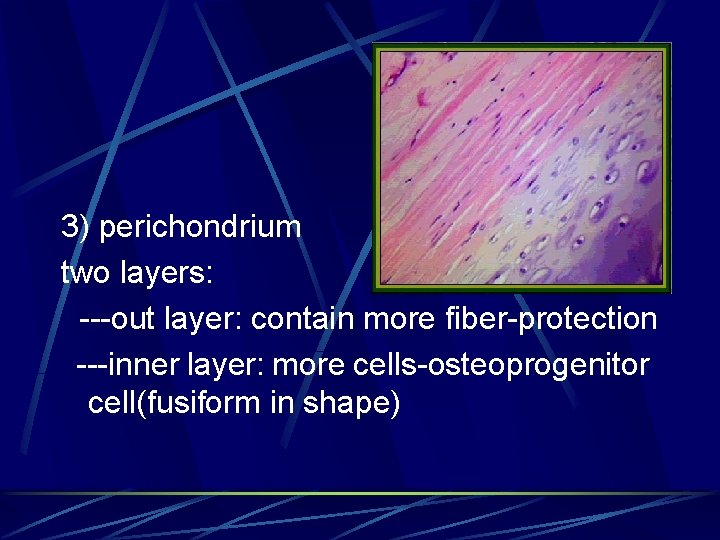 3) perichondrium two layers: ---out layer: contain more fiber-protection ---inner layer: more cells-osteoprogenitor cell(fusiform