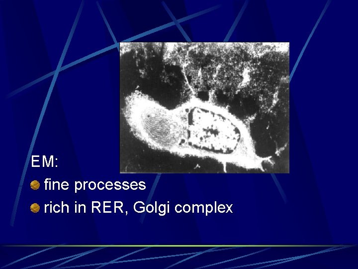 EM: fine processes rich in RER, Golgi complex 