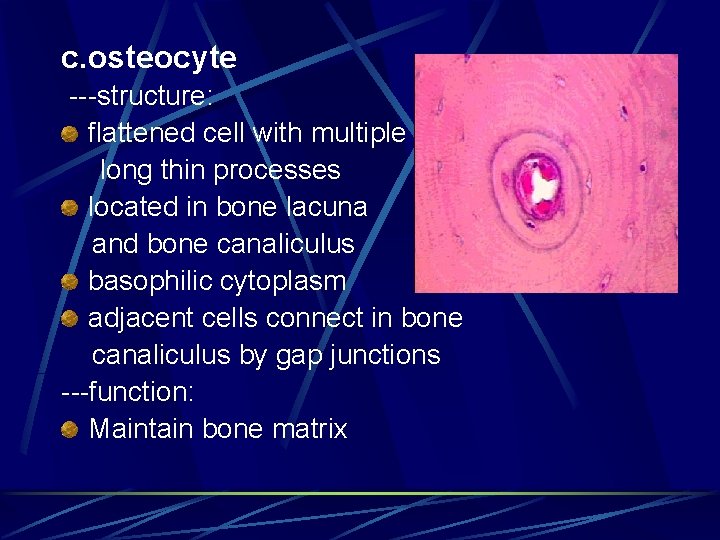 c. osteocyte ---structure: flattened cell with multiple long thin processes located in bone lacuna