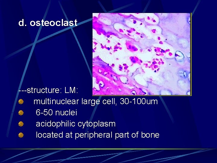 d. osteoclast ---structure: LM: multinuclear large cell, 30 -100 um 6 -50 nuclei acidophilic
