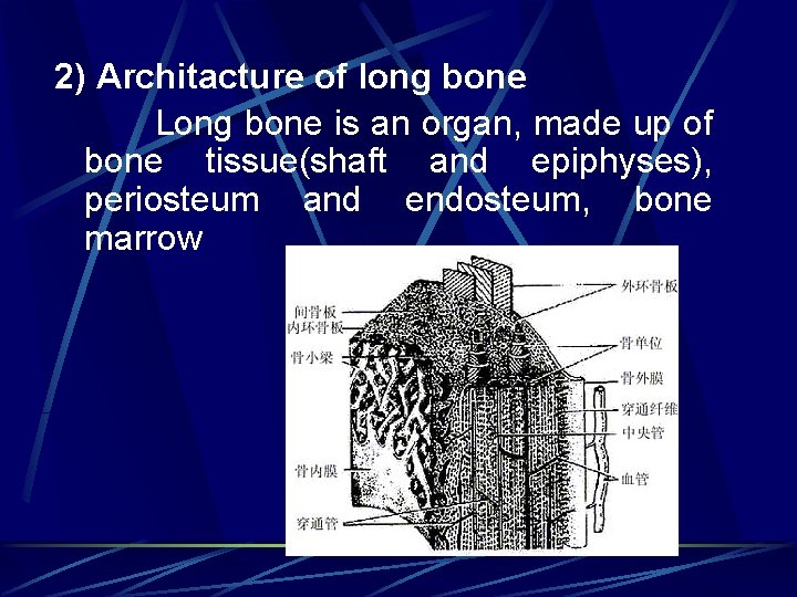2) Architacture of long bone Long bone is an organ, made up of bone