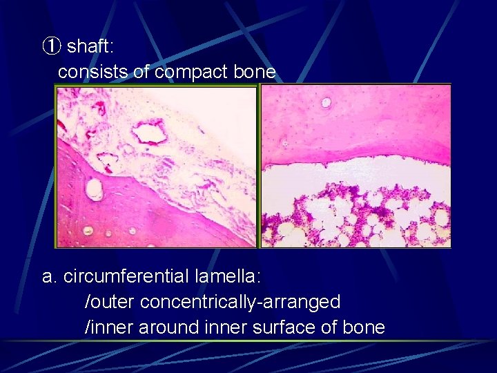 ① shaft: consists of compact bone a. circumferential lamella: /outer concentrically-arranged /inner around inner