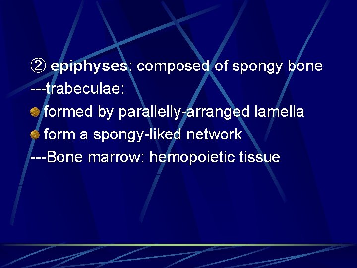 ② epiphyses: composed of spongy bone ---trabeculae: formed by parallelly-arranged lamella form a spongy-liked