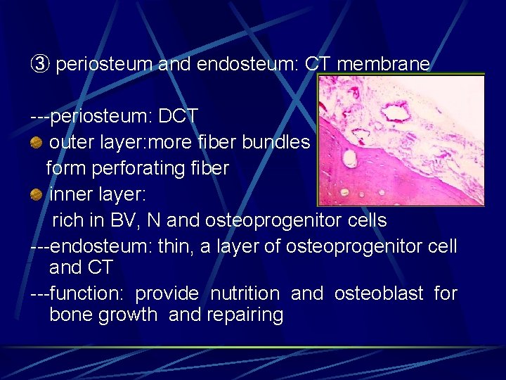③ periosteum and endosteum: CT membrane ---periosteum: DCT outer layer: more fiber bundles form