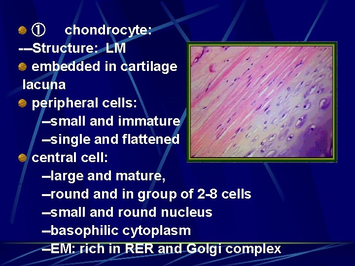 ① chondrocyte: ---Structure: LM embedded in cartilage lacuna peripheral cells: --small and immature --single