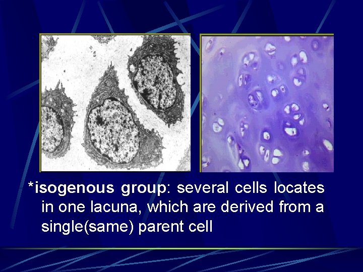 *isogenous group: several cells locates in one lacuna, which are derived from a single(same)
