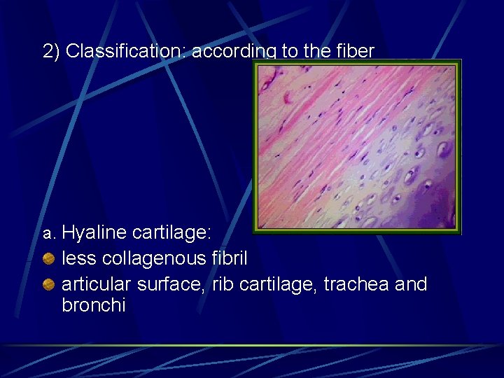 2) Classification: according to the fiber a. Hyaline cartilage: less collagenous fibril articular surface,