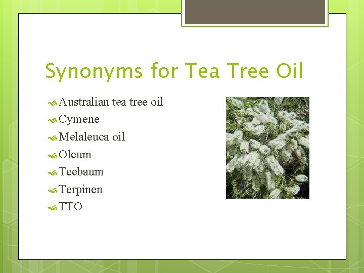 Synonyms for Tea Tree Oil Australian tea tree oil Cymene Melaleuca Oleum Teebaum Terpinen