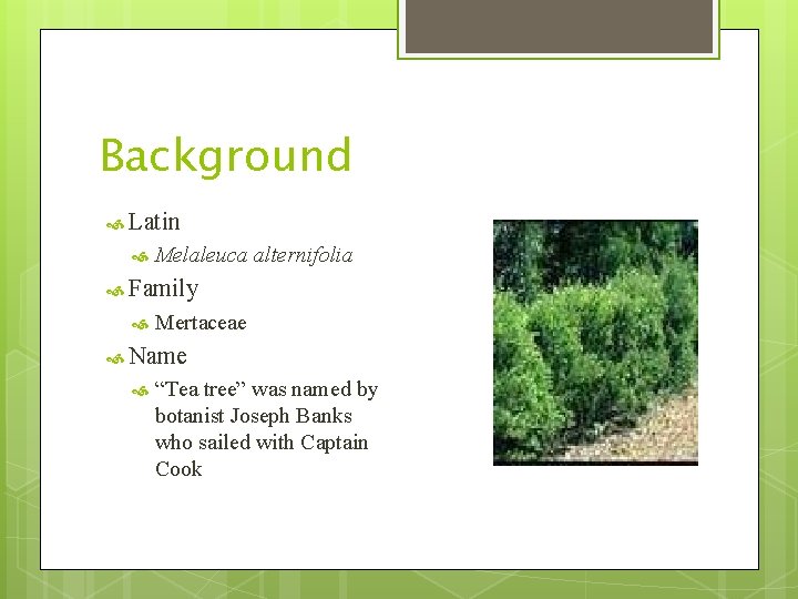 Background Latin Melaleuca alternifolia Family Mertaceae Name “Tea tree” was named by botanist Joseph