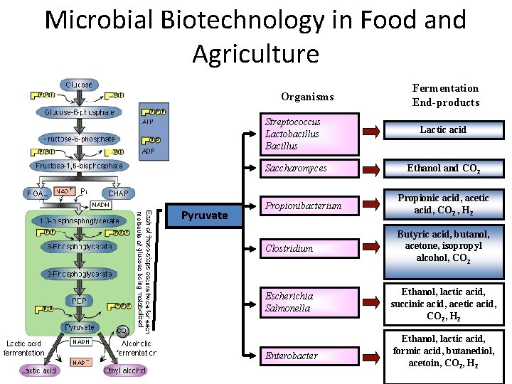 Microbial Biotechnology in Food and Agriculture Organisms Streptococcus Lactobacillus Bacillus Saccharomyces Pyruvate Fermentation End-products
