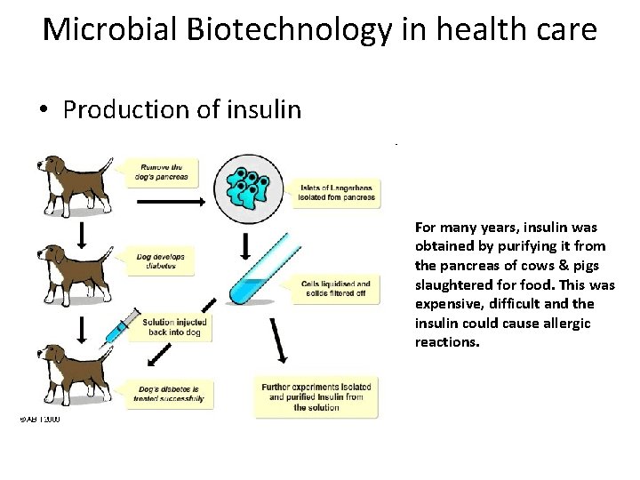 Microbial Biotechnology in health care • Production of insulin For many years, insulin was