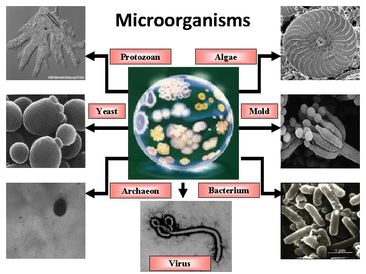 Microorganisms Protozoan Algae Yeast Mold Bacterium Archaeon Virus 