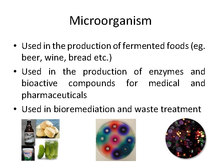 Microorganism • Used in the production of fermented foods (eg. beer, wine, bread etc.