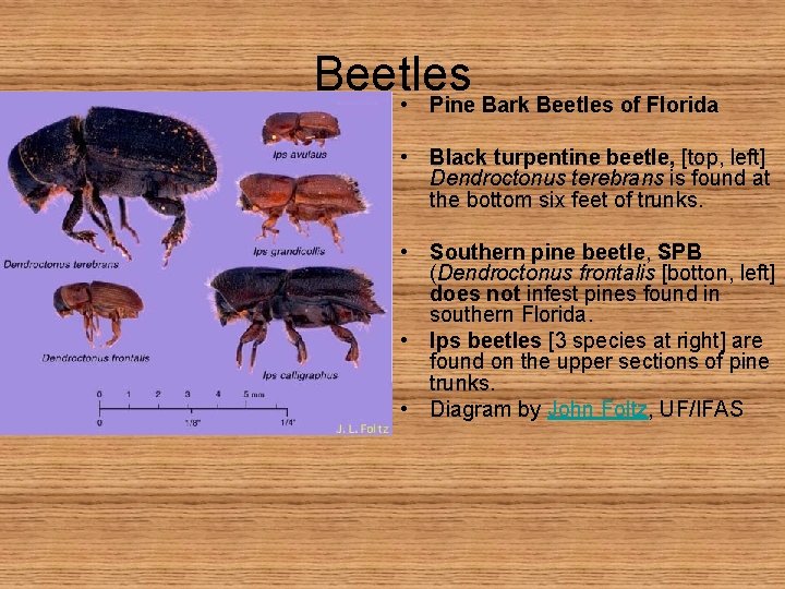 Beetles • Pine Bark Beetles of Florida • Black turpentine beetle, [top, left] Dendroctonus