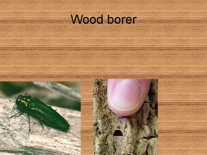 Wood borer 