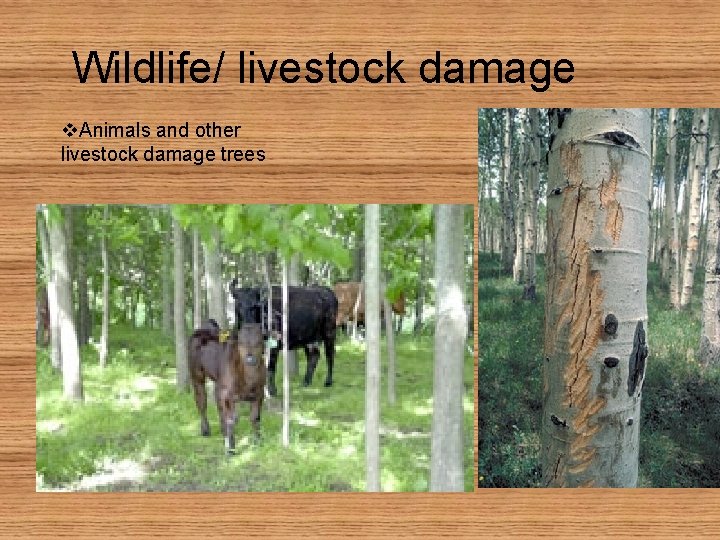 Wildlife/ livestock damage v. Animals and other livestock damage trees 