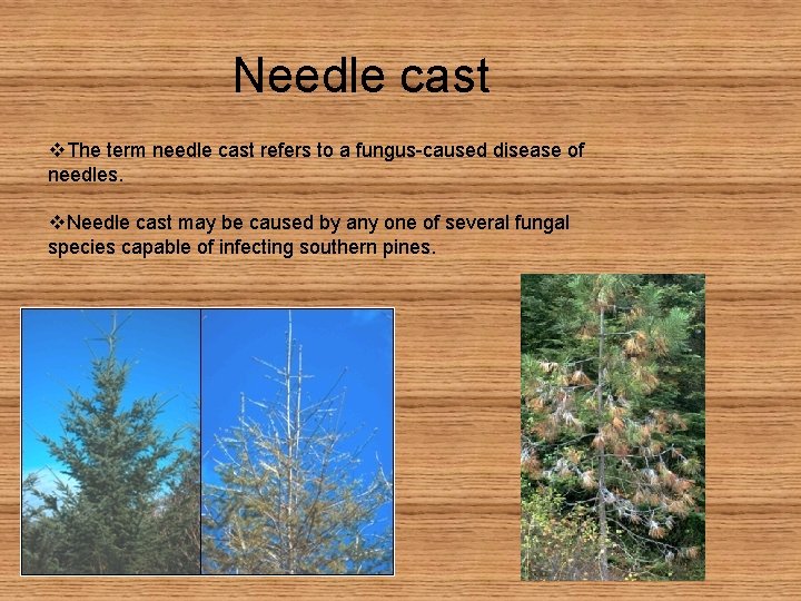 Needle cast v. The term needle cast refers to a fungus-caused disease of needles.