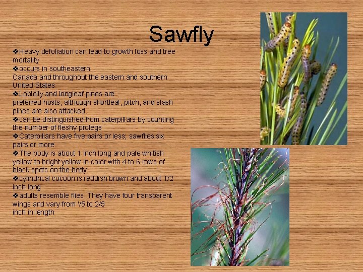 Sawfly v. Heavy defoliation can lead to growth loss and tree mortality voccurs in