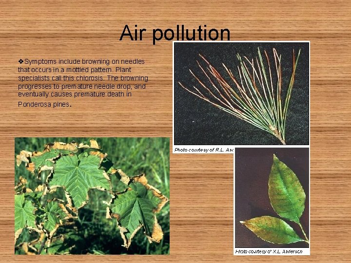 Air pollution v. Symptoms include browning on needles that occurs in a mottled pattern.