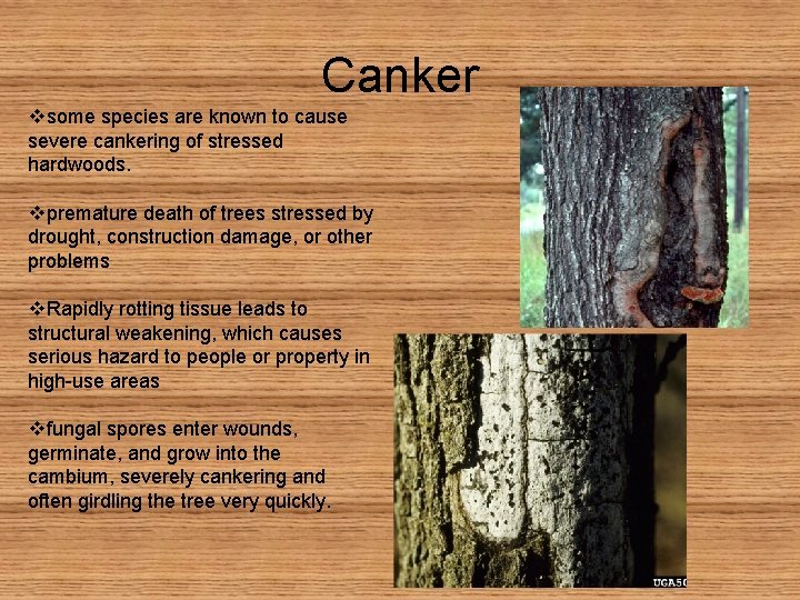 Canker vsome species are known to cause severe cankering of stressed hardwoods. vpremature death