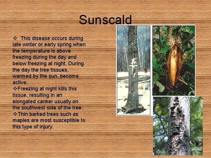 Sunscald v This disease occurs during late winter or early spring when the temperature