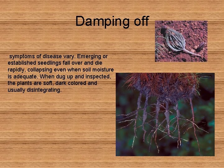 Damping off symptoms of disease vary. Emerging or established seedlings fall over and die