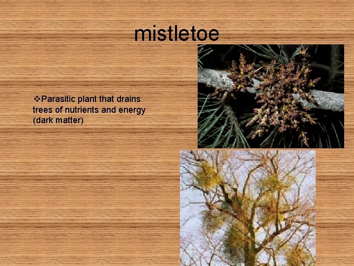 mistletoe v. Parasitic plant that drains trees of nutrients and energy (dark matter) 