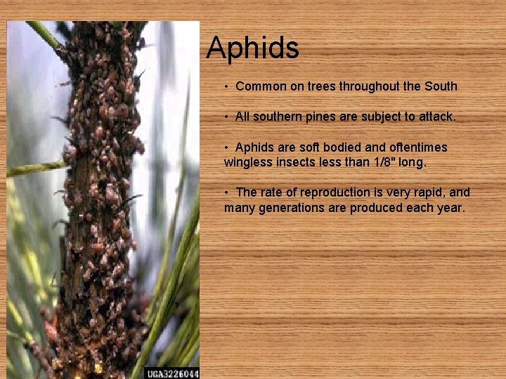 Aphids • Common on trees throughout the South • All southern pines are subject