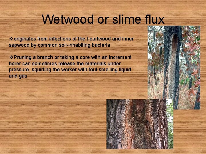 Wetwood or slime flux voriginates from infections of the heartwood and inner sapwood by