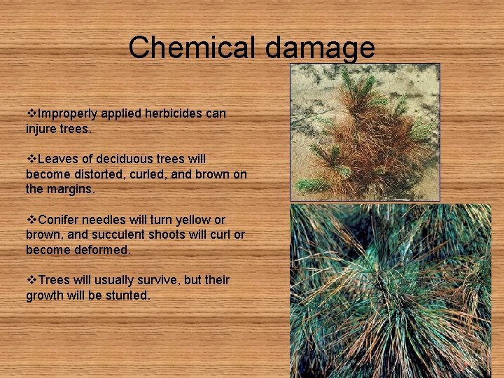 Chemical damage v. Improperly applied herbicides can injure trees. v. Leaves of deciduous trees