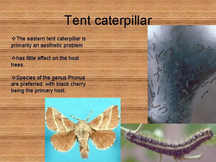 Tent caterpillar v. The eastern tent caterpillar is primarily an aesthetic problem vhas little