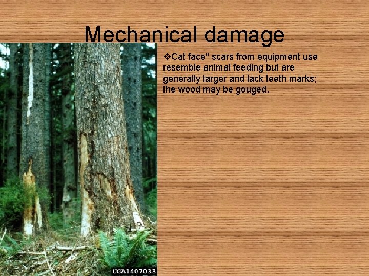 Mechanical damage v. Cat face" scars from equipment use resemble animal feeding but are