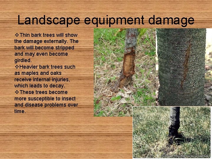 Landscape equipment damage v. Thin bark trees will show the damage externally. The bark