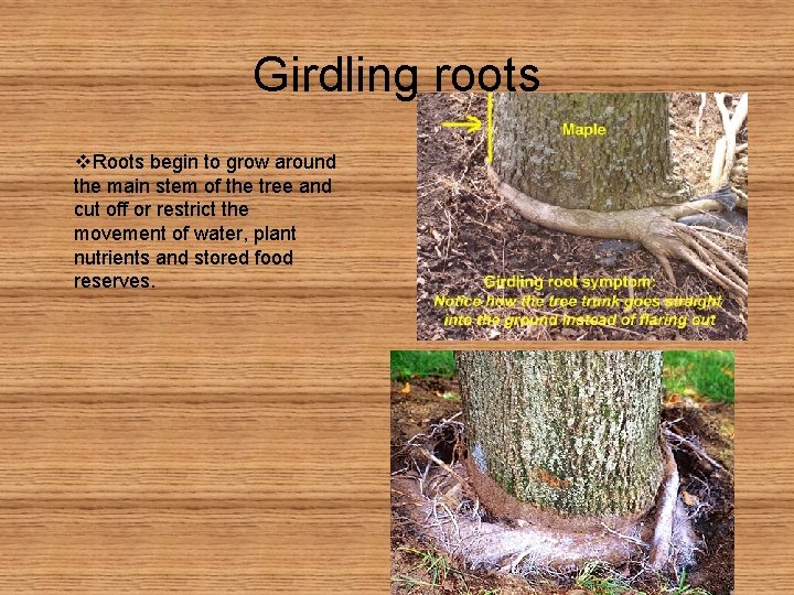 Girdling roots v. Roots begin to grow around the main stem of the tree