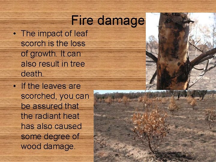 Fire damage • The impact of leaf scorch is the loss of growth. It