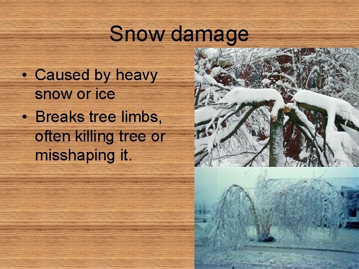 Snow damage • Caused by heavy snow or ice • Breaks tree limbs, often