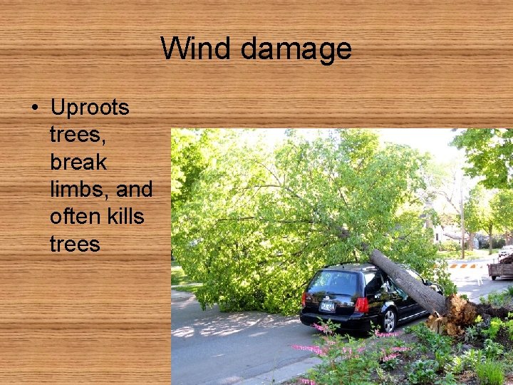 Wind damage • Uproots trees, break limbs, and often kills trees 